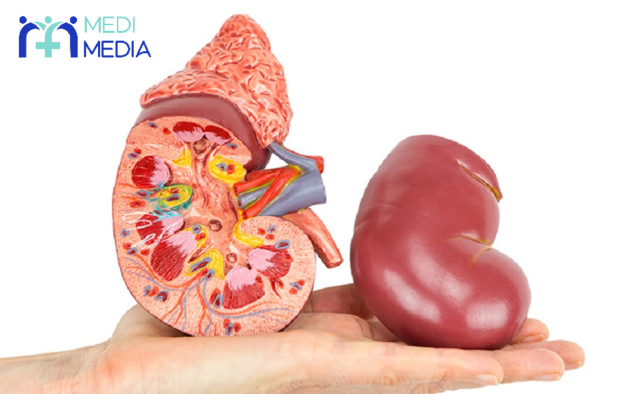 کلیه در بدن